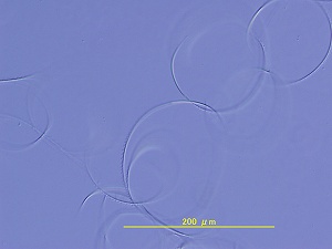 2007-bibu_sperm.jpg