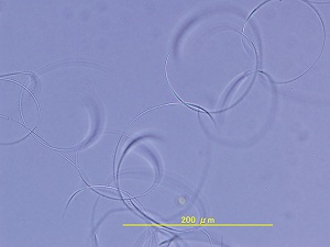 2007-stand_sperm.jpg