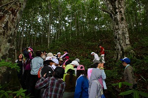 2009-ブナ林での幼樹の調査s.jpg