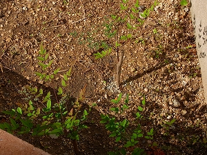 2010-R0011428.jpg