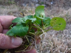 臼杵市の水田に群生していた植物