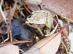 ヒメアマガエルを見つけた