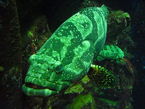 サバ大学キャンパス内の水族館を見学