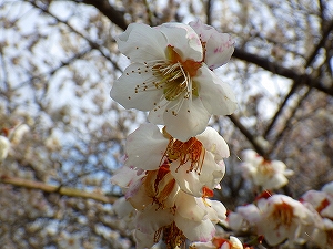 暖かい一日、校内の花を探して