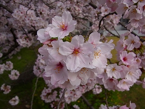 二子の丘の桜が満開