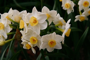 学校の小さな庭に水仙の花