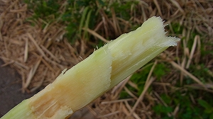 久米島でサトウキビをかじる