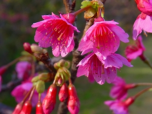 久米島はこの時期に桜が開花