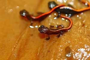 朝の生物教室