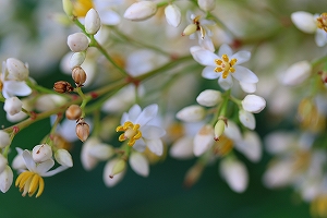 種で蒔いたナンテンが花を咲かせました