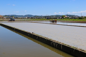 学校付近の水田でカメの捕獲