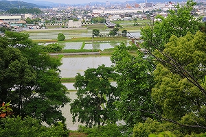 学校周辺の水田も田植えが終わった