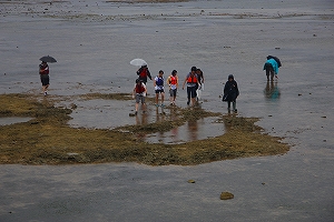 久米島のイノーで生物観察