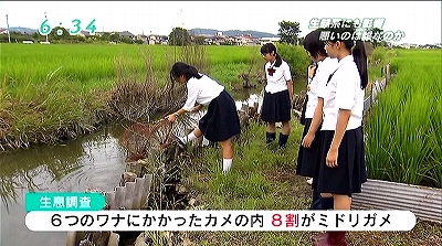 OHKみんなのニュース　特集　追跡！アカミミガメの増殖