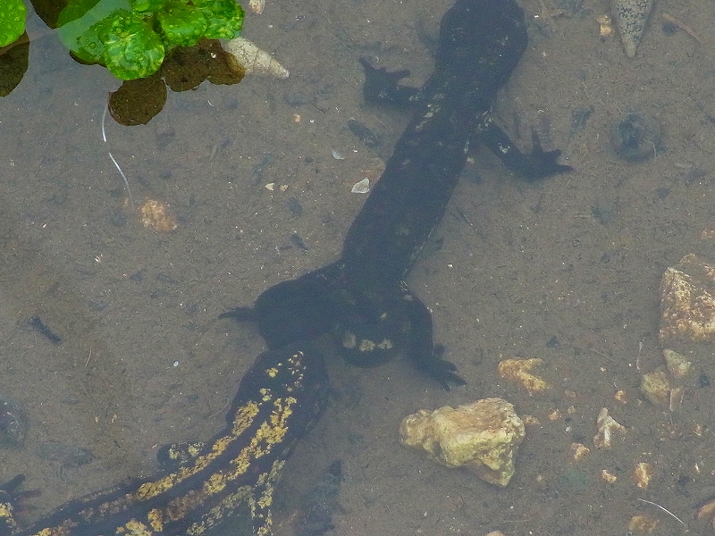 沖縄のシリケンイモリは繁殖最盛期