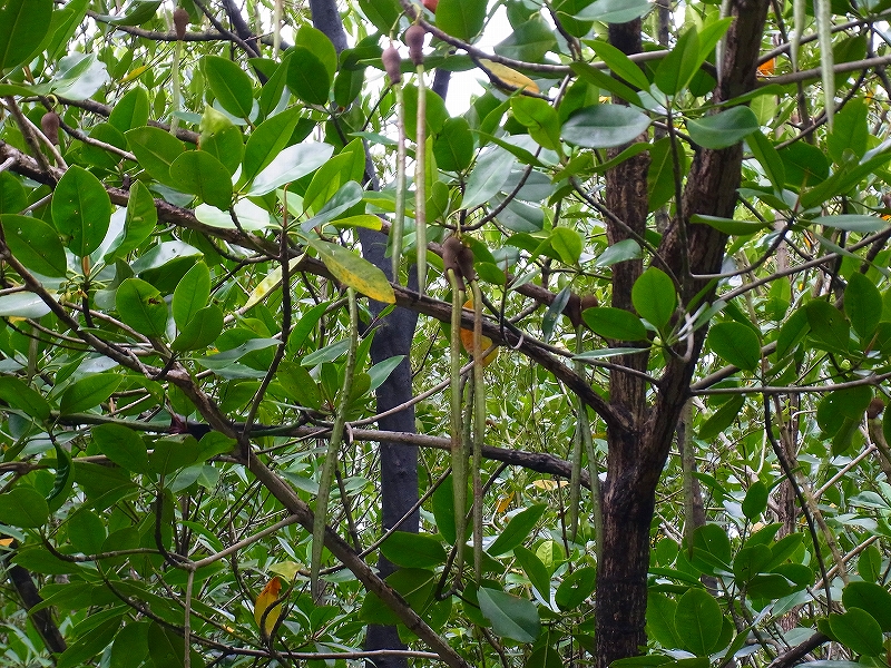 KK　Wetland Centre Activity