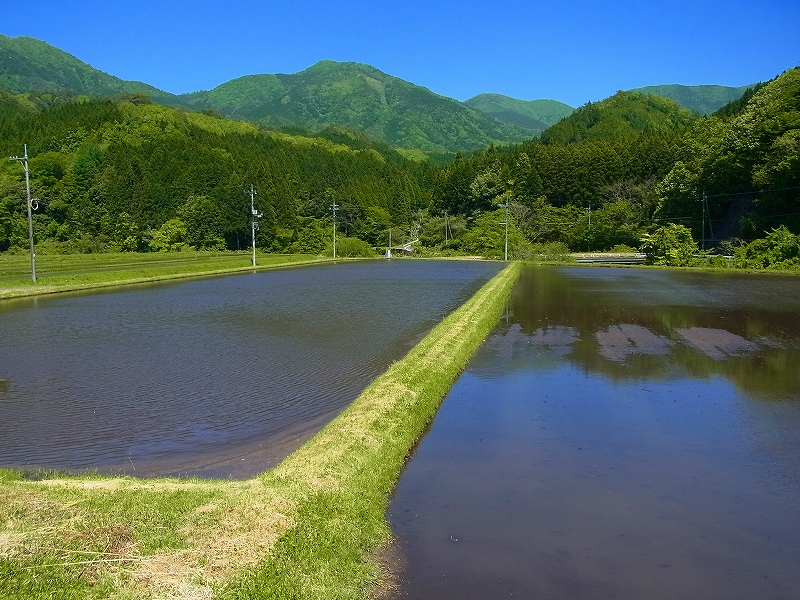 岡山県北部でイモリ探し