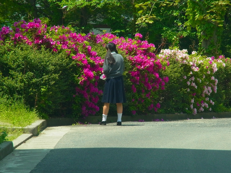 岡山市街地でツツジの花を採取