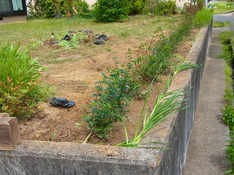 樹木の苗を植える