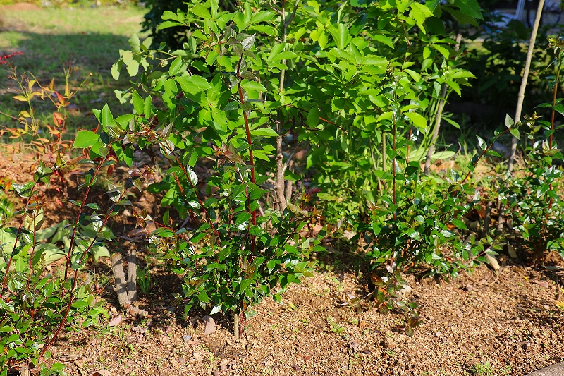 誕生日に60本の植樹を完了