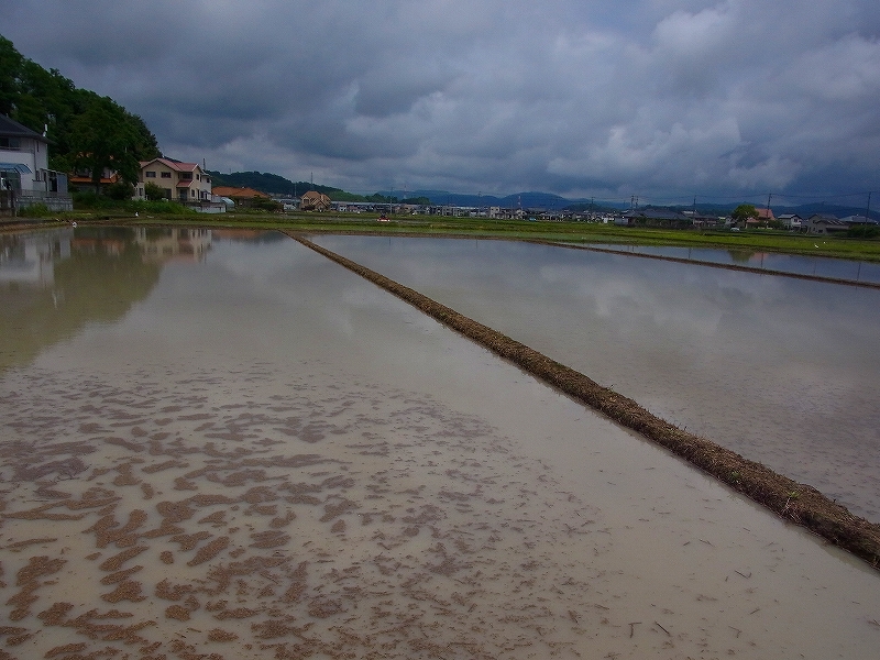 学校近くの水田でも田植え