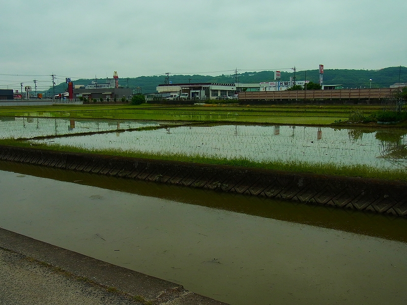 昨日、学校周辺の水田が田植え