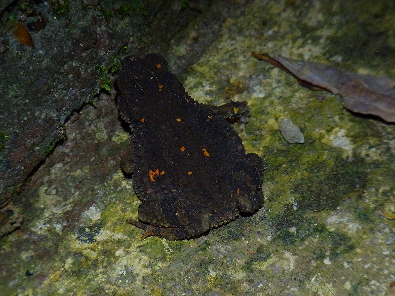 夜のカエル探し