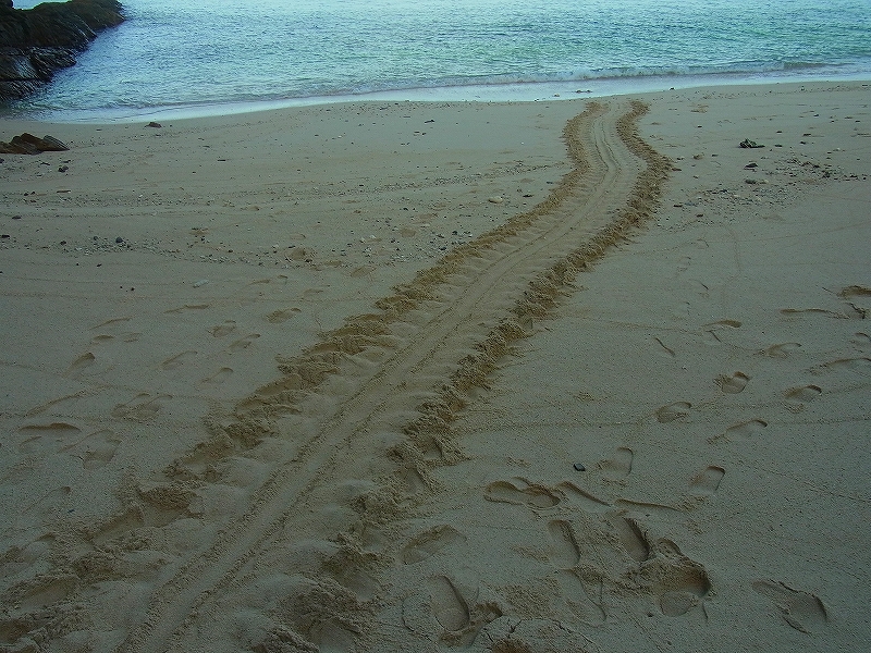 ウミガメが歩いた痕跡