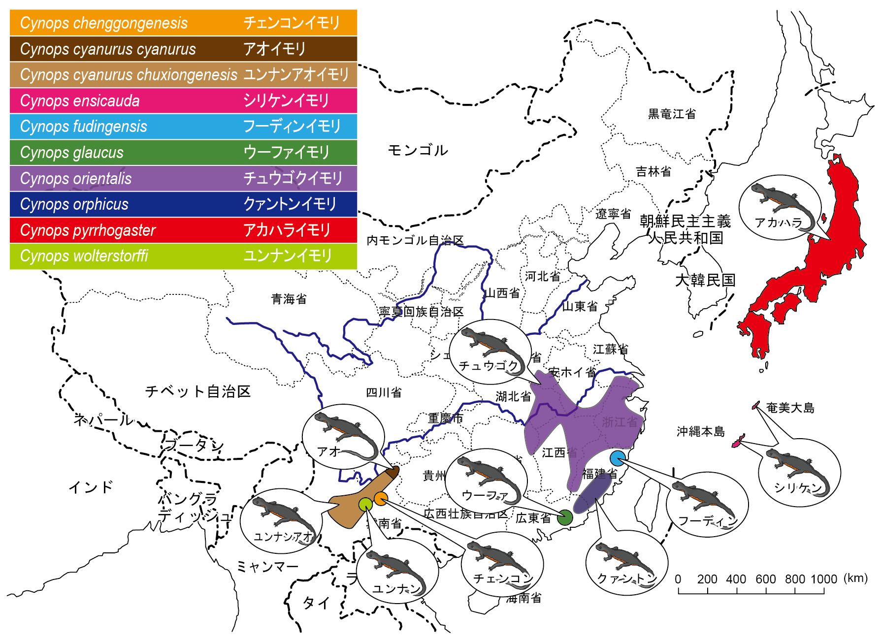 イモリ属の北限に生きるアカハライモリの繁殖戦略