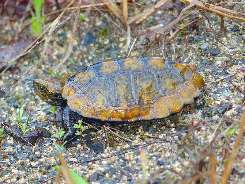 旧吉永町でニホンイシガメを確認