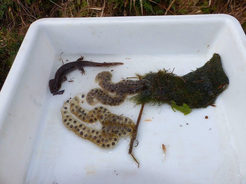 12月31日大晦日、カスミサンショウウオの産卵を確認