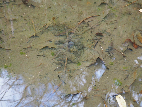 水溜まりの中に卵嚢を確認