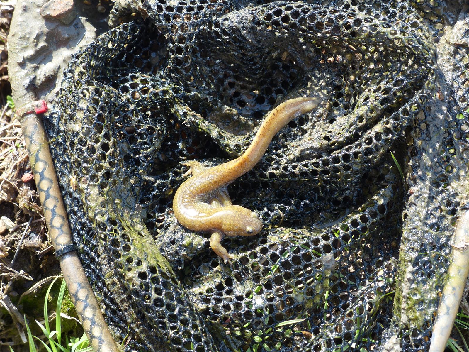 セトウチサンショウウオの産卵を確認