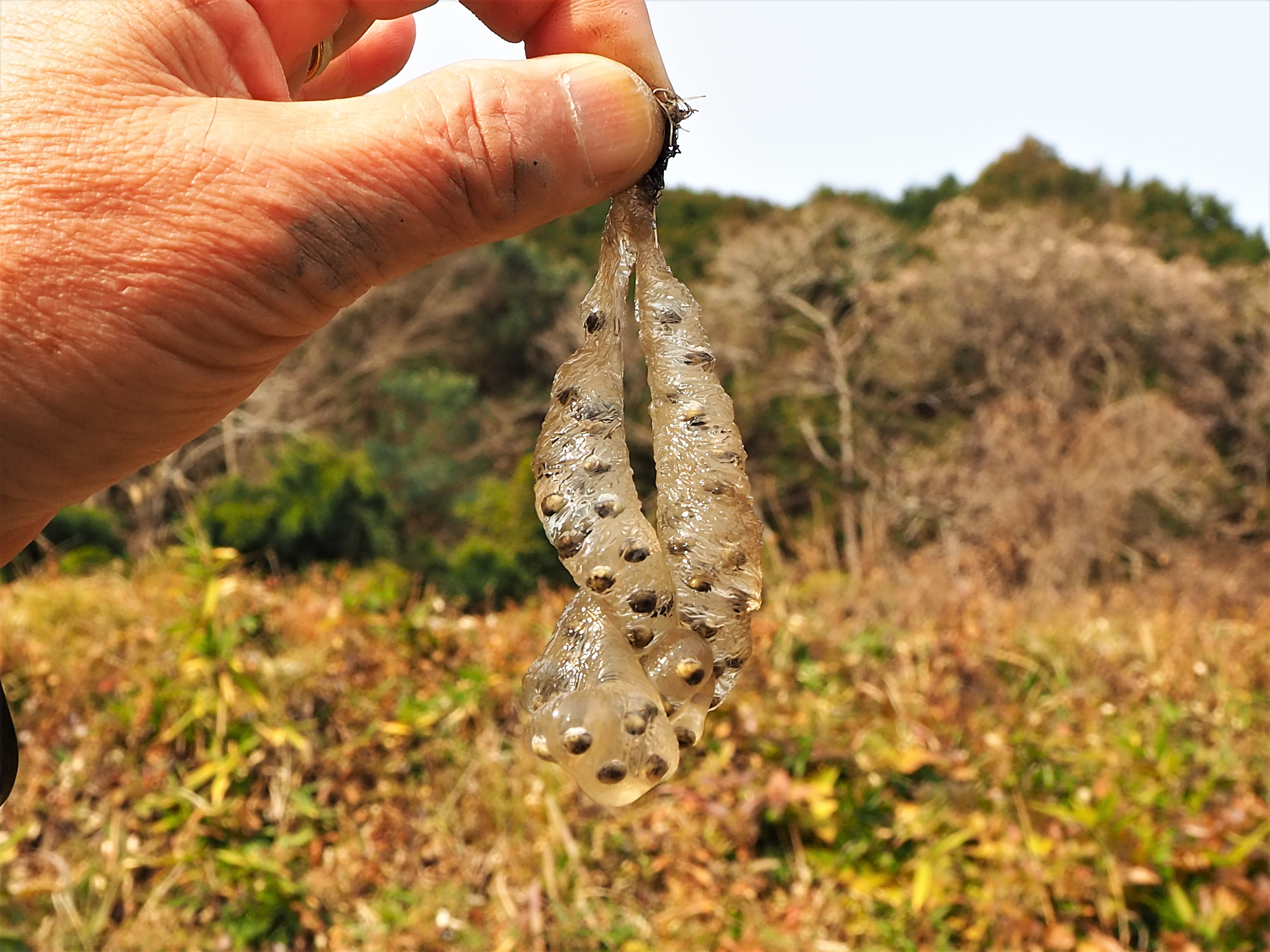 赤磐市でセトウチサンショウウオの産卵を確認