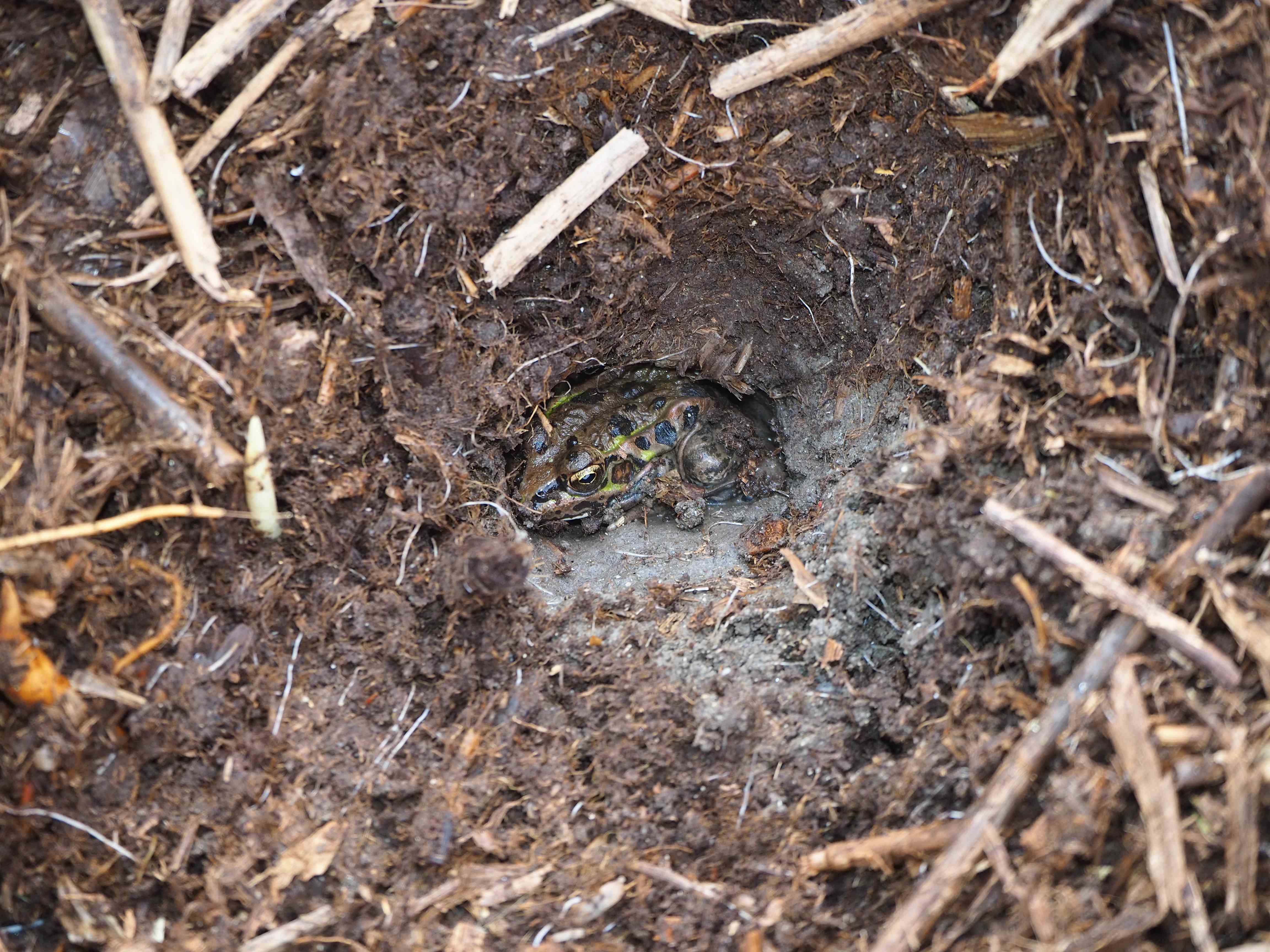 岡山市で冬眠中のナゴヤダルマガエルを確認