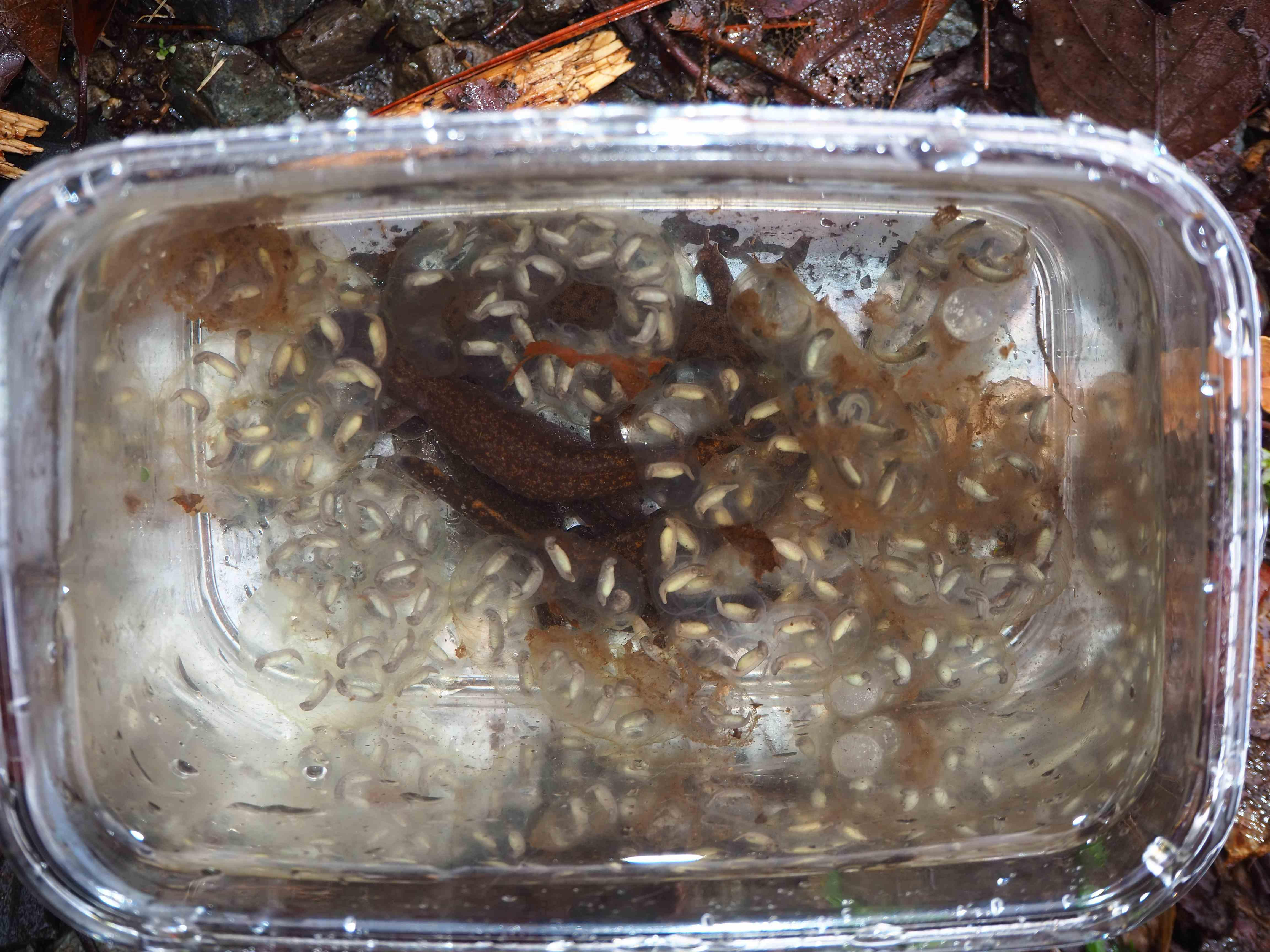 岡山県北は小雨。ヒバサンショウウオとの出会い