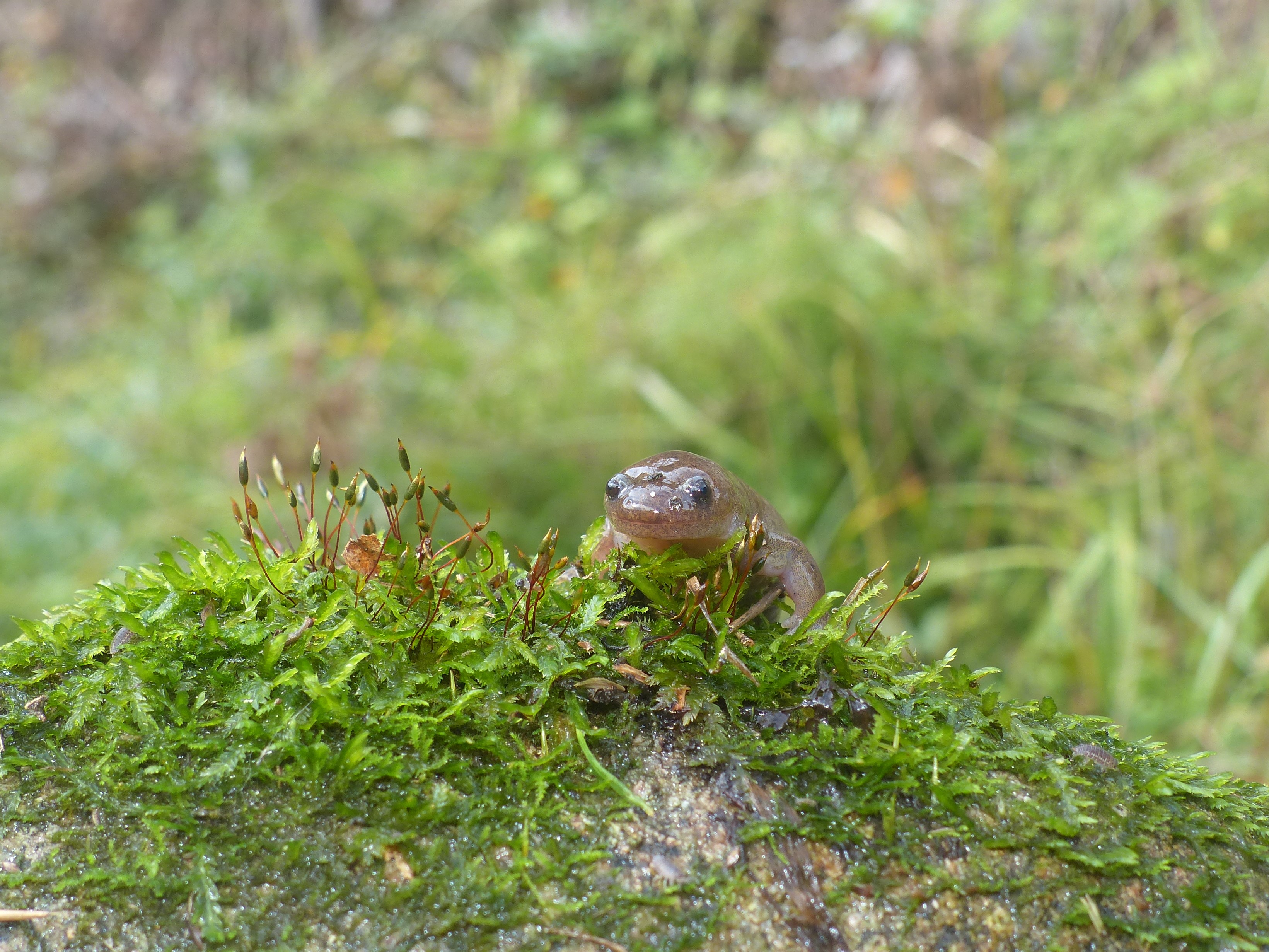 12月１日　岡山県中部でセトウチサンショウウオの繁殖地で雄が入水