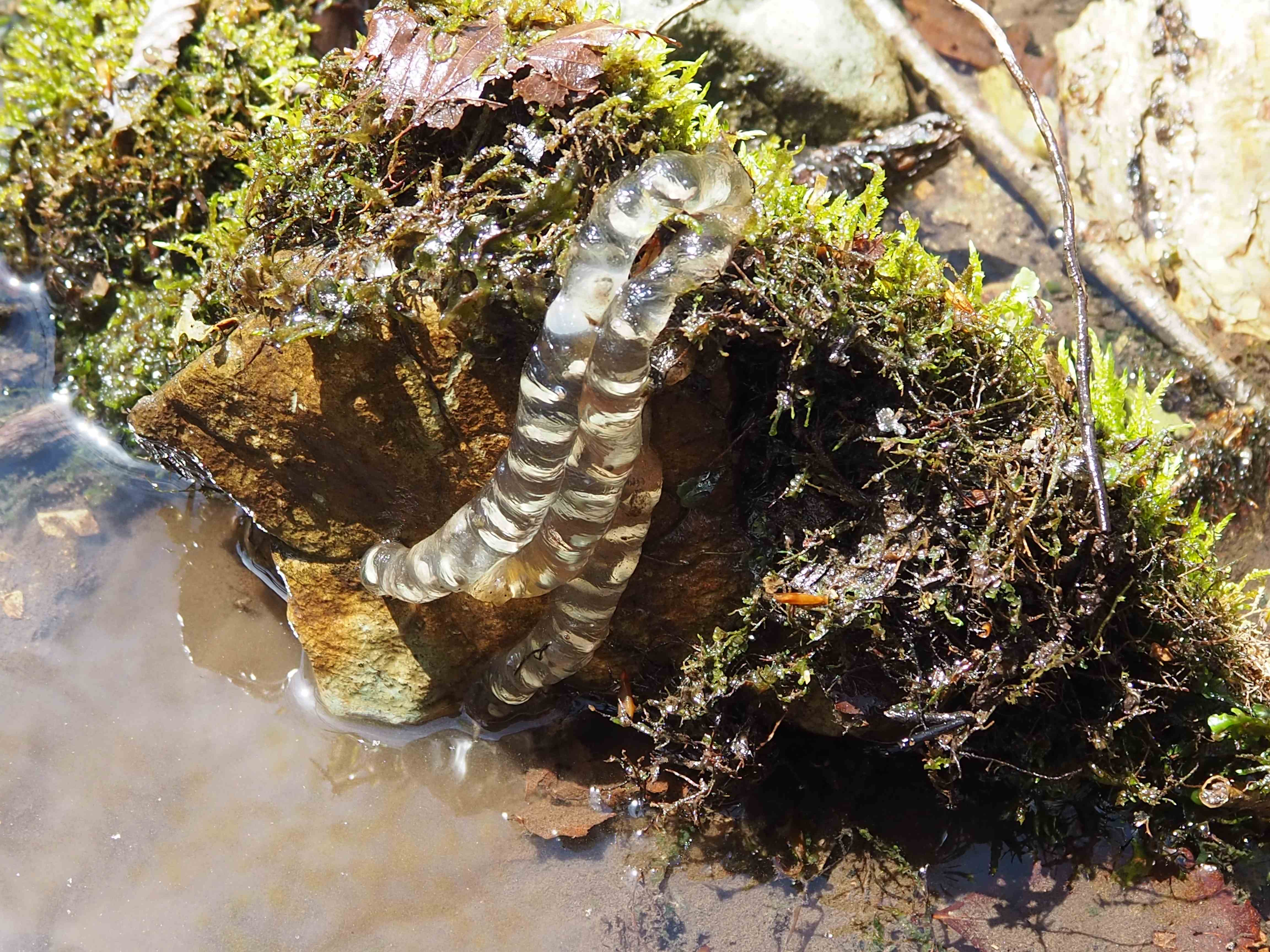 ヒバサンショウウオの産卵