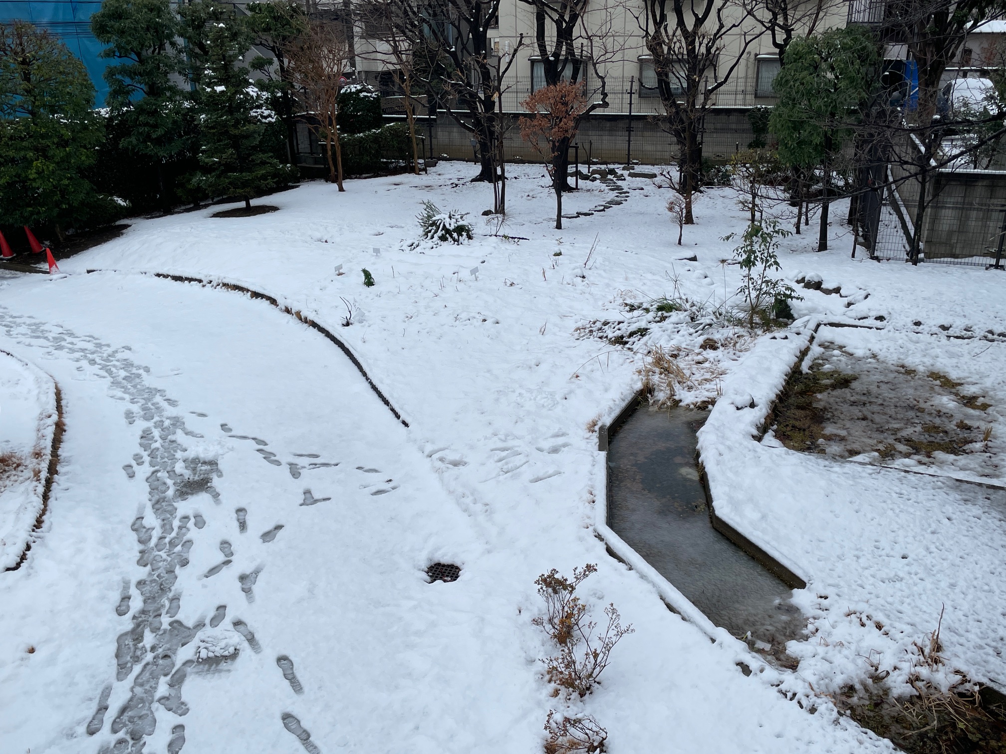 東京は昨晩雪でした。