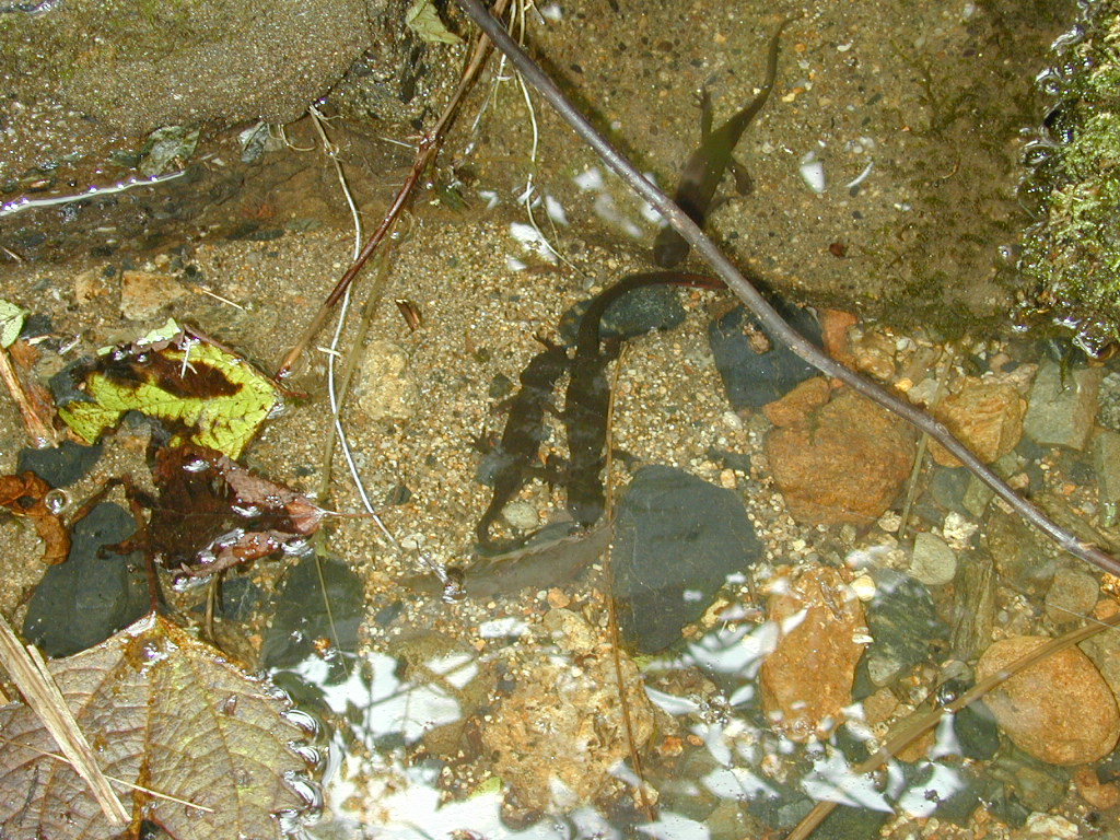 How was the breeding ecology of Japanese newts (<i>Cynops</i>) acquired ?