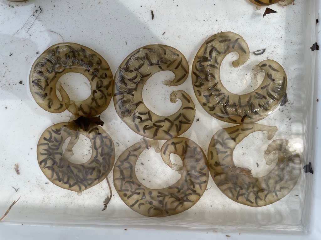 栃木市でのトウキョウサンショウウオの産卵調査