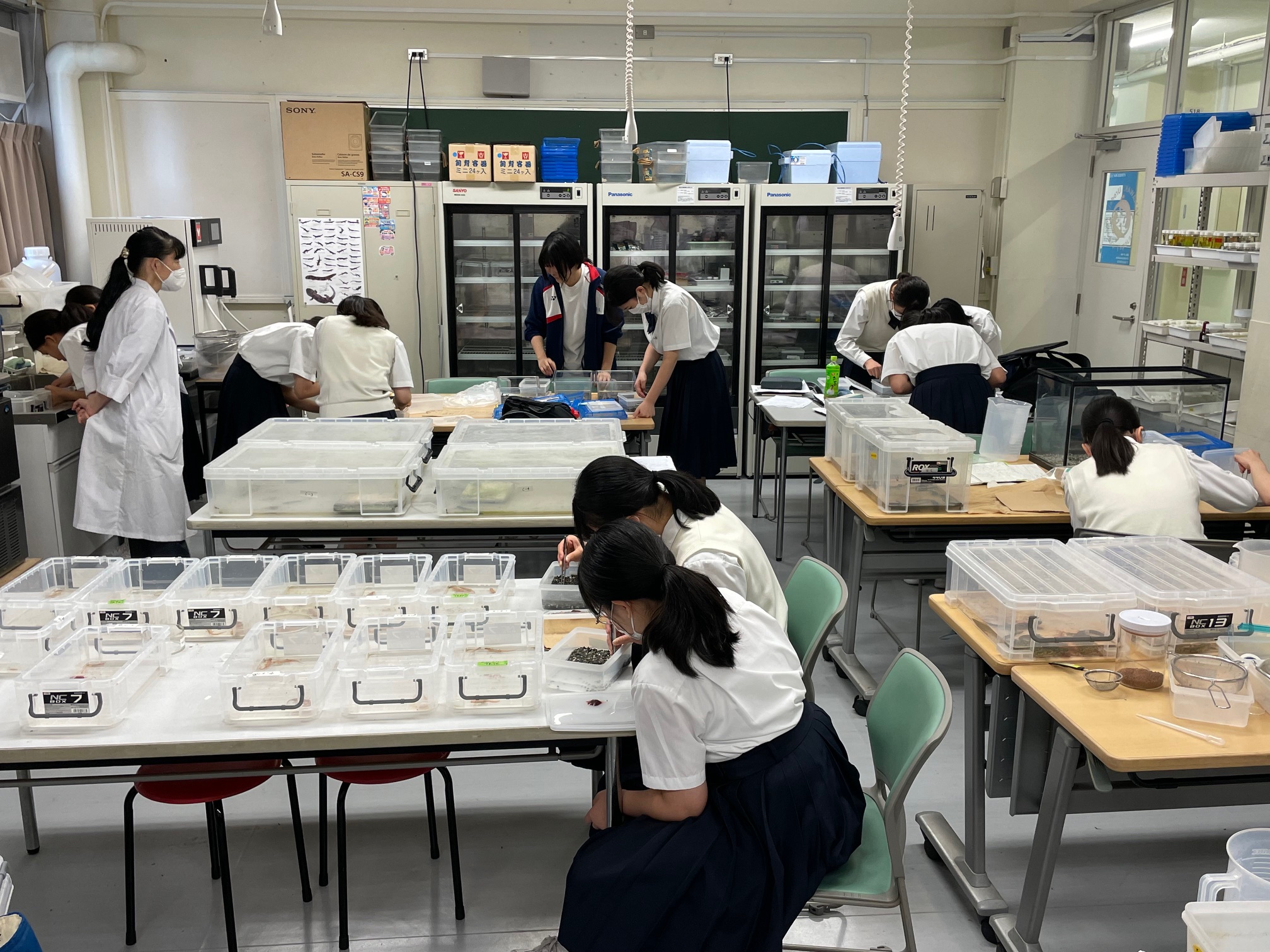 サンショウウオが棲めるビオトープ計画チームが幼生飼育を開始