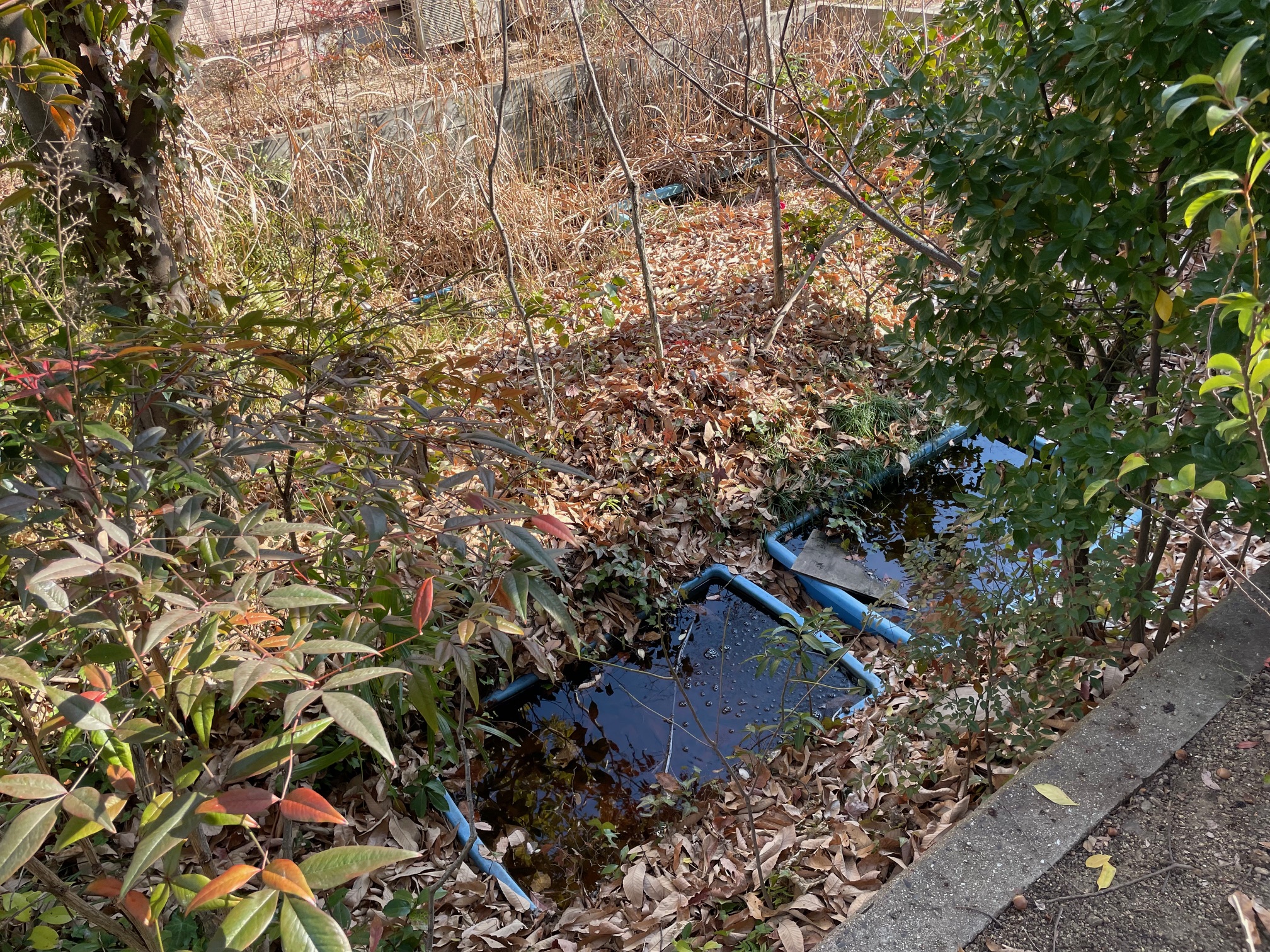 オオイタサンショウウオ繁殖前の自宅池