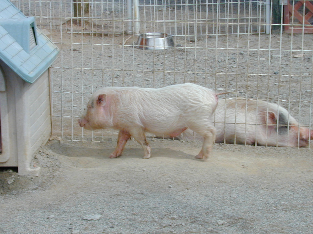 動物実験委員会　⑤中等教育学校での動物実験に対応