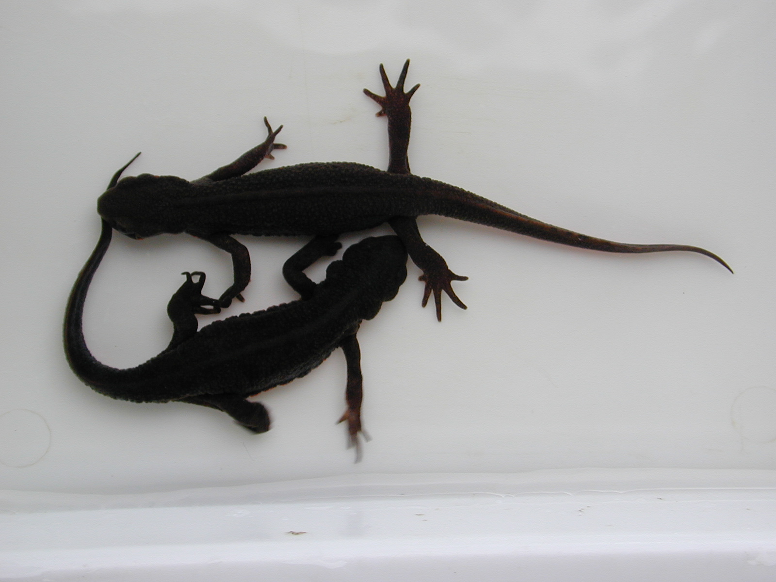 Evidence for the true fall-mating in Japanese newt <i>Cynops pyrrhogaster</i>