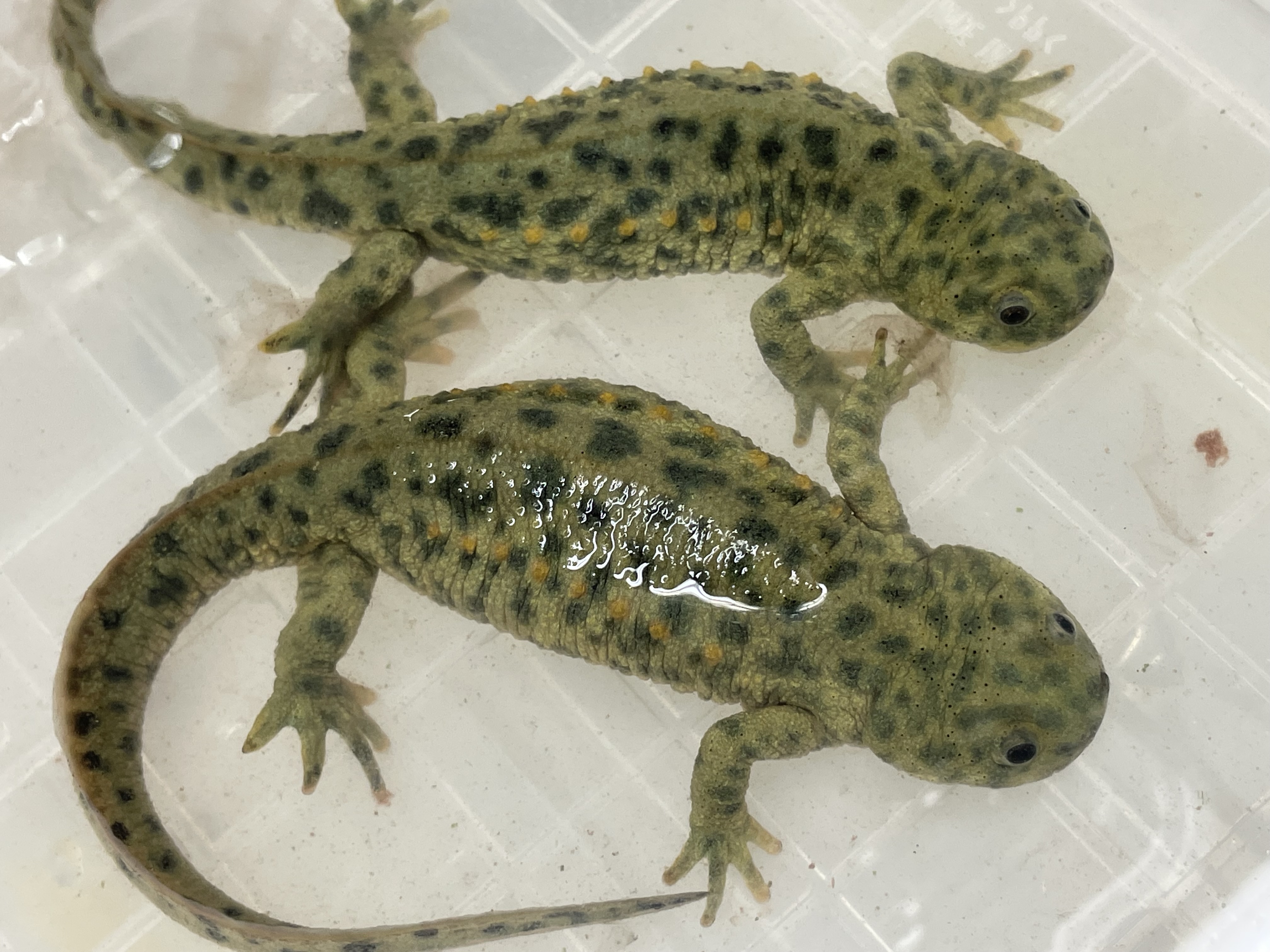 有尾研の高1・高２の生徒の研究報告