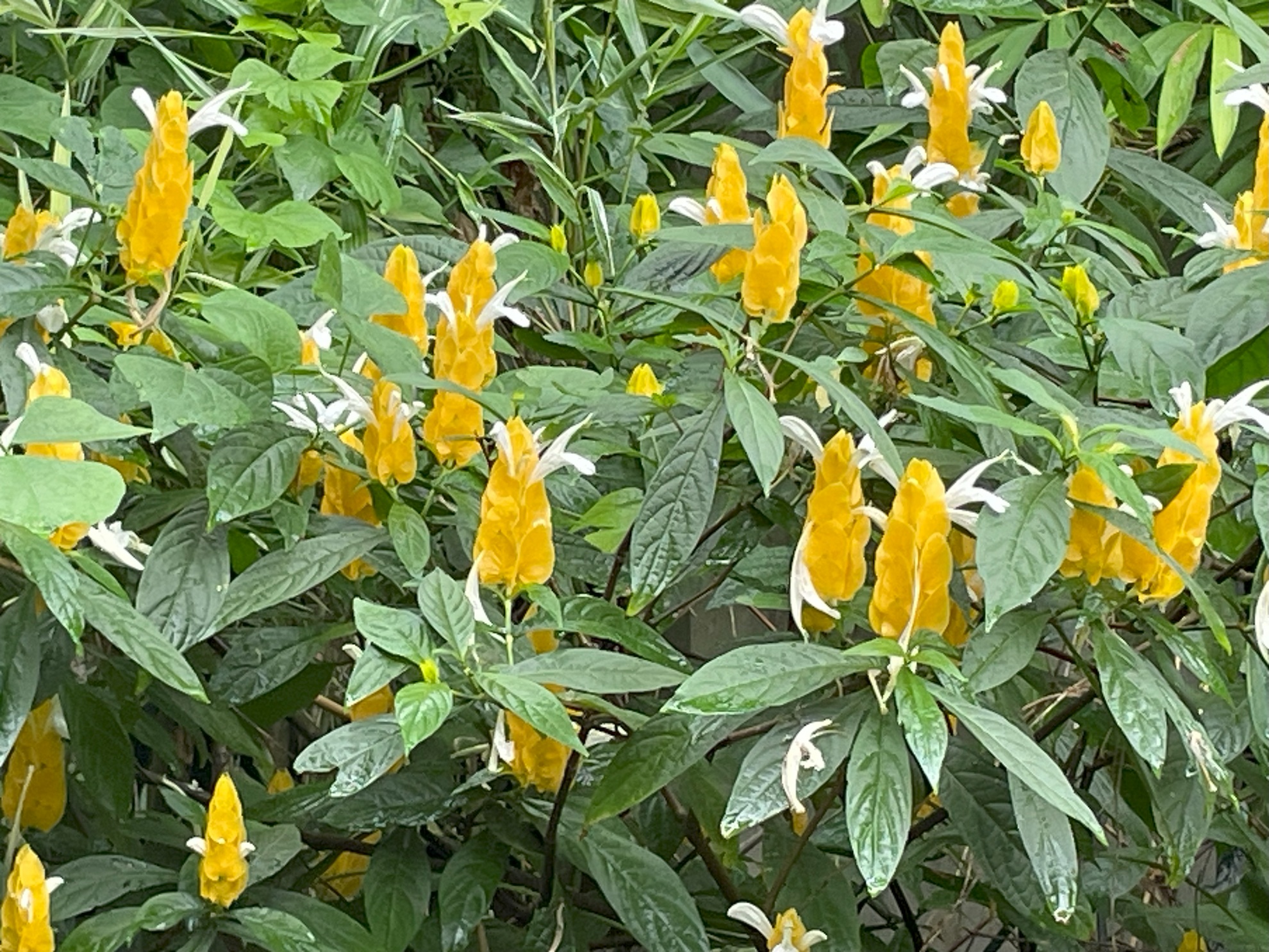 UP ロスバニョス校（UPLB）のマキリング植物園
