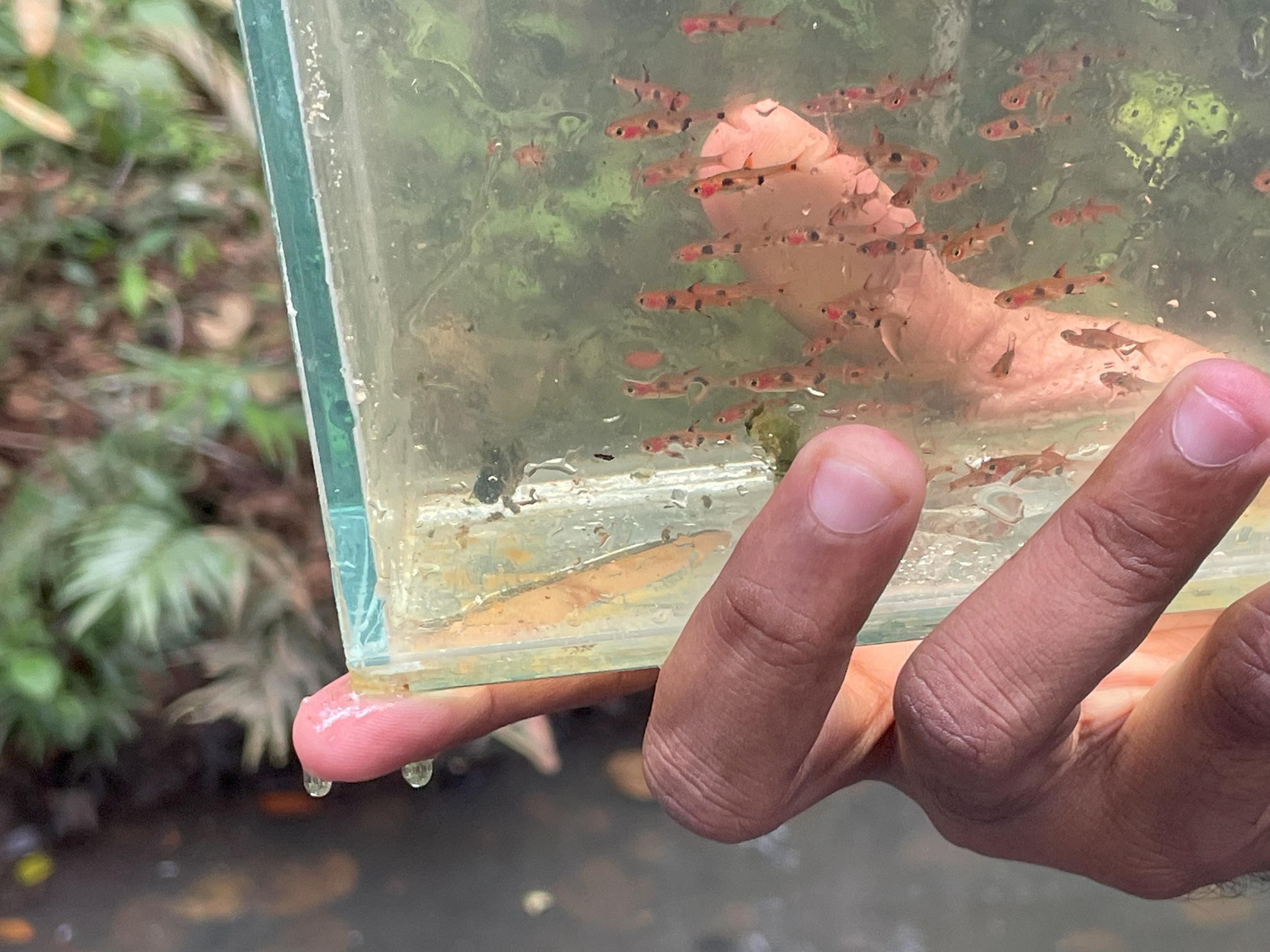 Ayer Hitam Utara State Forest Park　希少魚類の保護