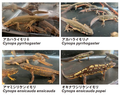 210901Cynops.jpg