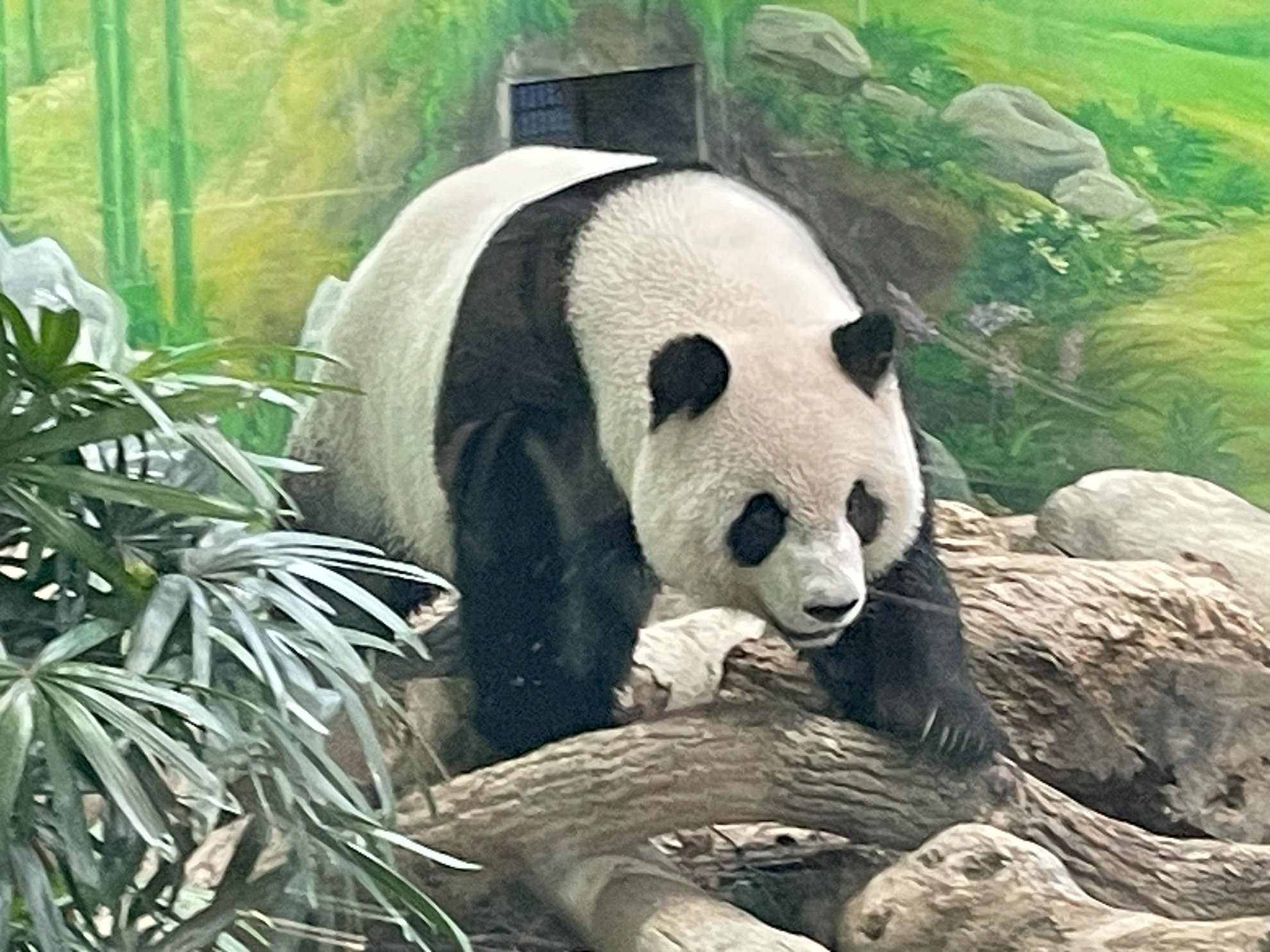 台北市立動物園のパンダ館